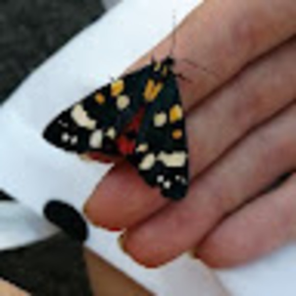 Meet your Posher, Martell - Picture 1 of 1